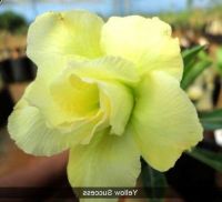 10 เมล็ด เมล็ดพันธุ์ ชวนชม สายพันธุ์ไต้หวัน สีเหลือง Adenium Seeds กุหลาบทะเลทราย Desert Rose ราชินีบอนไซ มีคู่มือปลูก นำเข้าจากไต้หวัน