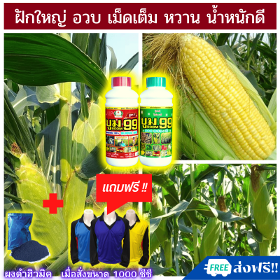 🆓ส่งฟรีไม่ใช้โค้ด ปุ๋ยเร่งฝัก สำหรับข้าวโพด ฝักงาม ฝักใหญ่ เม็ดสวย ปุ๋ยน้ำ บูม99