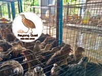 ไข่เชื้อนกกระทา 80 ฟอง สำหรับฟัก [Rayong Farm]