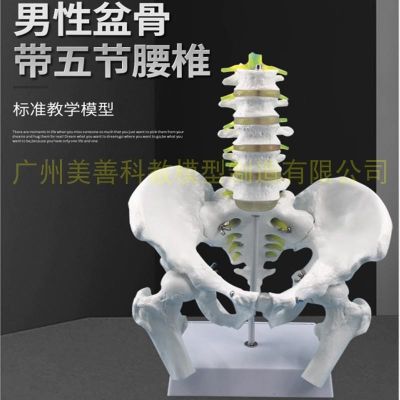 Teaching natural big male pelvis with five lumbar model femoral hip sacral coccygeal vertebra bone