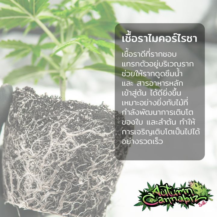 เชื้อรา-ไมคอร์ไรซา-mycorrhiza-ช่วยให้รากดูดซึมน้ำ-และสารอาหารได้ดียิ่งขึ้น-เร่งการเจริญเติบโต-ไมคอไรซ่า-organic100