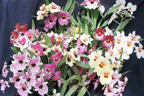 30-เมล็ดพันธุ์-เมล็ดกล้วยไม้-กล้วยไม้มิลโทนอปซิส-miltonopsis-orchids-orchid-flower-seed-อัตราการงอก-80-85