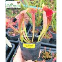 ต้นซาราซิเนีย พันธุ์ Sarracenia Smoorie (สมูรี) (ส่งทั้งกระถาง 3 - 8 นิ้ว) ไม้กินแมลง ใบกระเปราะบานแดงสวย ไม้ประดับแต่งสวน