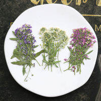 [4 สี] ดอกอลิสซัม Alyssum ดอกไม้ทับ/ดอกไม้ทับแห้ง