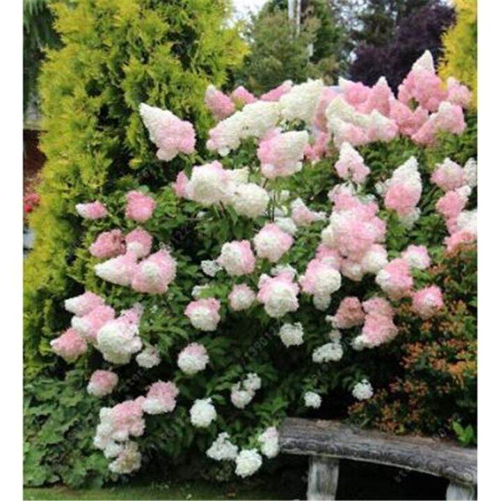 Hydrangea Paniculata 'vanilla Fraise' strawberry hydrangea seed bonsai flower seeds Lazada PH