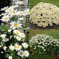 70+ เมล็ด เดซี่ชาสตา - Shasta Daisy