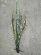 Cây lưỡi hổ Loại thân cao