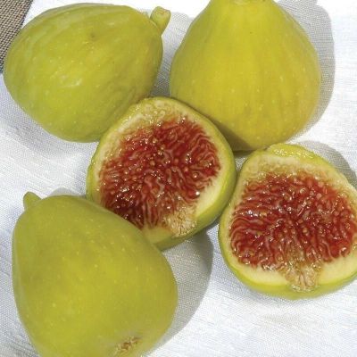 Figs ต้นมะเดื่อฝรั่ง พันธุ์ Desert King อร่อย หวาน หอมมากๆ ต้นสมบูรณ์มาก รากแน่นๆ จัดส่งพร้อมกระถาง 6 นิ้ว ลำต้นสูง 45-50 ซม ต้นไม้แข็งแรงทุกต้น