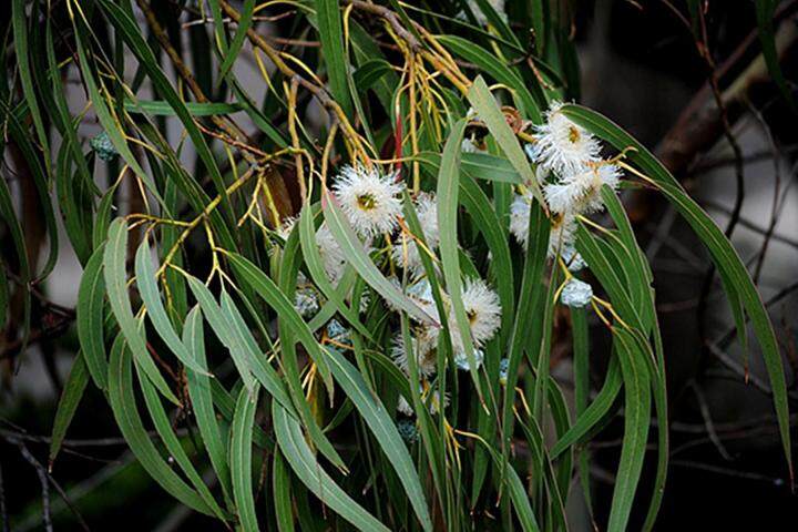 ขายส่ง-1-กิโลกรัม-เมล็ดยูคาลิปตัส-eucalyptus-น้ำมันยูคาลิปตัส-โกฐจุฬารส-น้ำมันเขียว-มันเขียว-ยูคาลิป-อันเยี๊ยะ-หนานอัน-ต้นยูคาลิปตัส