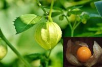 เมล็ดพันธุ์ เคพกูสเบอร์รี่ physalis peruviana cape gooseberry 30 เมล็ด เมล็ดพันธุ์นำเข้า