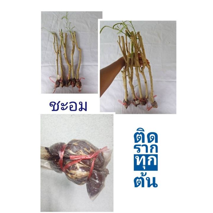 ชะอมไร้หนาม-1กิ่ง-ไร้หนามหมายถึงหนามน้อย