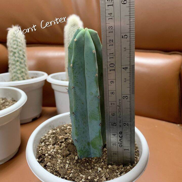 สุดคุ้ม-longsm-เพชรไม้ลำ-แคคตัส-cactus-แคคตัสตอบลู-myrtillocactus-geometrizans-10-13cm-ราคาถูก-พรรณ-ไม้-น้ำ-พรรณ-ไม้-ทุก-ชนิด-พรรณ-ไม้-น้ำ-สวยงาม-พรรณ-ไม้-มงคล