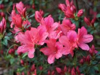 15 เมล็ดพันธุ์ Plant Seeds กุหลาบพันปี ต้นโรโดเดนดรอน Azalea Rhododendron flower seeds อัตราการงอก 80-85%.