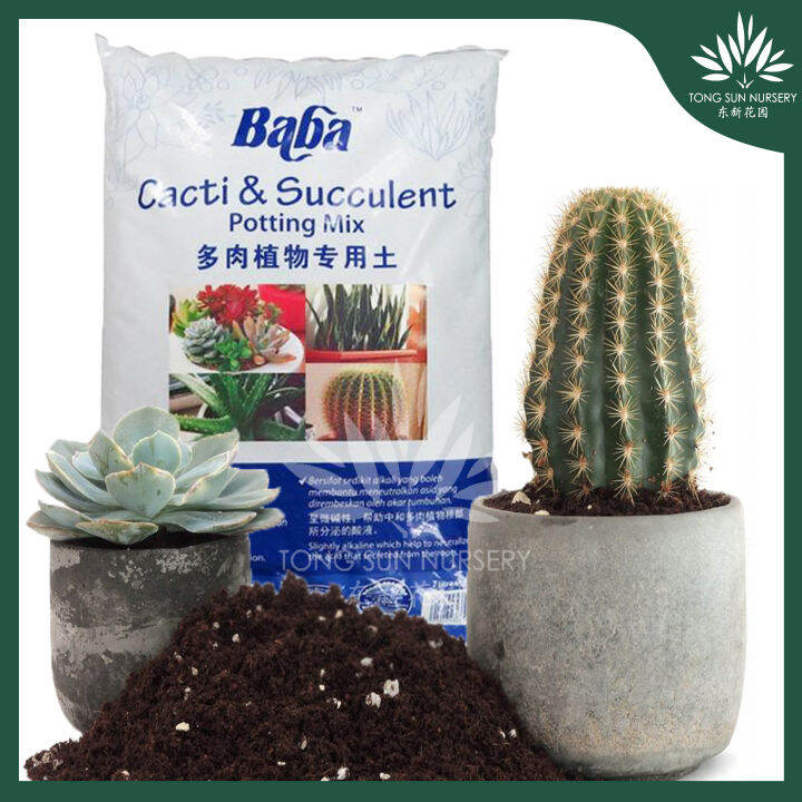 TSN Baba Cactus & Succulent Potting Mix Soil 7 Liters For Gardening