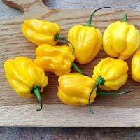 เมล็ดพันธุ์ พริกแคริบเบียน สีเหลือง Caribbean Yellow Pepper Seed 25 เมล็ด คุณภาพดี ราคาถูก ของแท้ 100%