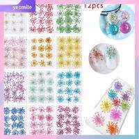 YESMILE 12pcs อุปกรณ์ DIY ของตกแต่งบ้าน วัสดุเปลือกโทรศัพท์มือถือ ดอกแอมมิ มาจัส กดแห้ง พืชทำมือ ทรูฟลาวเวอร์