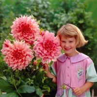 1 เหง้า/ชุด รักเร่ Dahlia Bulb สายพันธุ์ Ottos Thrill หัวรักเร่ ดอกไม้ หัวหน่อ เหง้า นำเข้า เนเธอร์แลน หัวสดใหม่