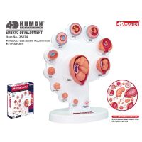 4 d MASTER educational toy with human fetal growth organ anatomical model of medical teaching