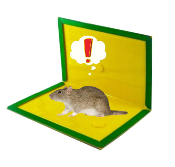 Trending Original Mouse and Rat Catcher Glue Trap Rodent Expert Sticky ...