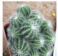 Cactus มะเฟือง 1 หน่อ (โตไปจะเป็นกอสวย ใหญ่) ส่งต้นพร้อมกระถาง