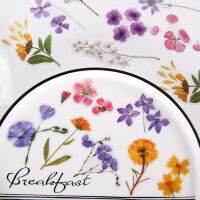 +【】 40 Pcs Shanye Shimmering Series Sticker Pack Natural Plants Flower PET Kawaii Stickers Scrapbooking Decorative Stationery