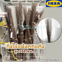 ?[พร้อมส่ง]? IKEA.shop2 : TORKA ทอร์คก้า กิ่งไม้แห้ง,ประดับ ตกแต่ง น้ำตาล, 155 ซม.