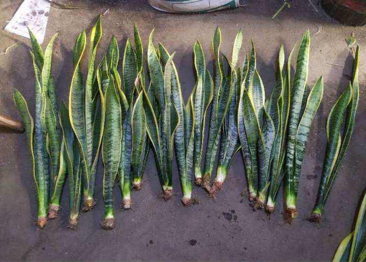 Uprooted Snake Plant 34 Leaves (Sansevieria Trifasciata) with FREE