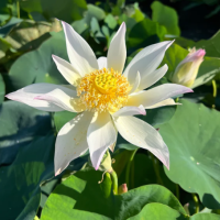 10 เมล็ดบัว สายพันธุ์ Song of the Moon Lotuses Flower Seeds สีขาว บัวหลวงนอก บัวสาย บัวไหว้พระ ดอกใหญ่ ประดับบ้าน ตกแต่งสวน