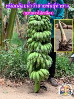หน่อกล้วยน้ำว้าท่ายาง / ต้นกล้วยน้ำว้าท่ายาง / สายพันธุ์ท่ายางแท้ 100% ต้นใหญ่ แข็งแรง ปลูกง่าย ดูแลง่าย ให้ผลผลิตที่ดี ทนทุกสภาพอากาศ