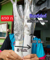 ปลาอินทรีย์เค็ม ชนิดไม่เค็มมาก 450-500กรัม ปลาอินทรีย์ทั้งตัว ปลาอินทรีย์แดด ปลาอินทรีย์สด ปลาอินทรีย์ทอดเค็ม ปลาอินทรีย์กรอบ