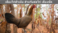 เสียงไก่ตัวเมีย เสียงสำหรับต่อไก่ เสียงชัด 100% ใส่แฟลชไดร์ usb