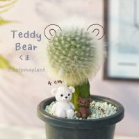 ตุ๊กตาหมี เลือกแบบได้ (size 2-4cm.) หมี ตุ๊กตาเทดดี้แบร์ teddy bear จัดสวนถาด ตุ๊กตา ฟิกเกอร์