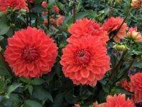 1 หัว/ออเดอร์ รักเร่ Dahlia Bulb สายพันธุ์ Blitzer หัวรักเร่ ดอกไม้ หัวหน่อ เหง้า นำเข้า เนเธอร์แลน หัวสดใหม่