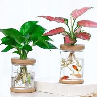 ❀✳◕ 【HG】Transparent Hydroponic Flower Pot Imitation Glass Soilless Planting Small Potted Green Plant Resin Flower Pot