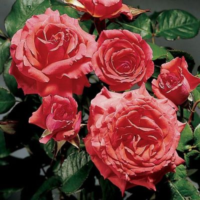 30 เมล็ด เมล็ดพันธุ์ Climbing Rose America สายพันธุ์อังกฤษ ดอกกุหลาบ นำเข้าจากอังกฤษ ดอกใหญ่ พร้อมคู่มือปลูก English Rose Seeds