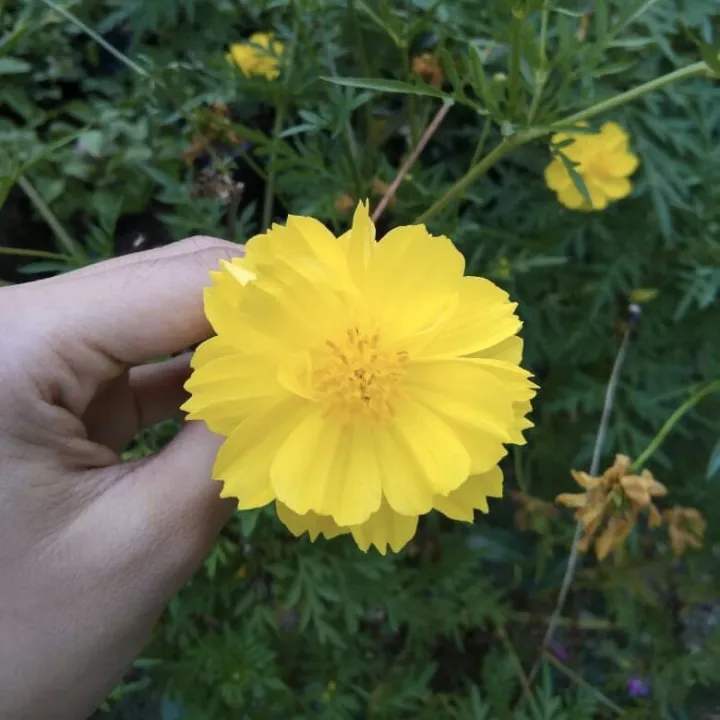 Yellow Tall Cosmos Flower 20+ Seeds for Planting Outdoor Garden Pot Plant |  Lazada PH
