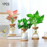 1x Hydroponic Plant Flower Vases Stylish Glass Bottle Wooden Cork Tabletop Office Home Bonsai Nursery Box Glass Bottle