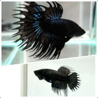 ชุดเพาะ ปลากัดคราวเทลดำ คู่(ผ-ม)พร้อมรัด1คู่ (Black Crowntail) ปลากัดสวยงาม