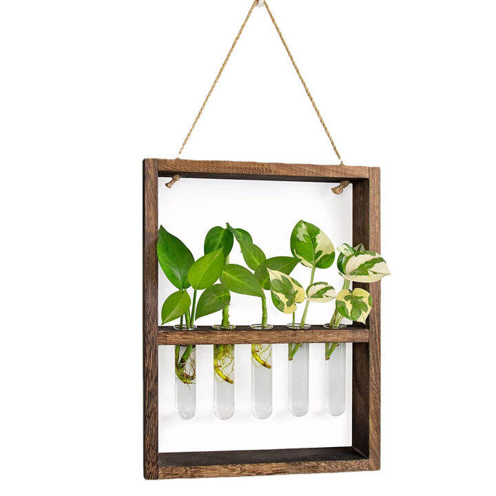 Glass Tube Wooden Frame Plant Terrarium Stable and Firm Plant Terrarium