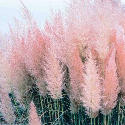 100 เมล็ดหญ้า หญ้าภูเขา หญ้าแพมพัส Pampas grass แปมปัส นำเข้าจาก USA อัตราการงอก 80-85%