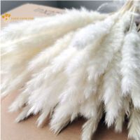 【cw】 30Pcs Dried Pampas Bouquet Real for Wedding Decoration and Adornments ！