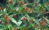 100g-500g đại hồi khô hoa hồi khô mùa thu - ngâm mai quế lộ tạo mùi vị đặc - ảnh sản phẩm 4