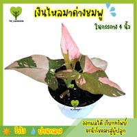 [เลือกได้] ต้นเงินไหลมาด่างชมพู (Syngonium Pink Splash) ต้นไม้มงคล เงินไหลมาด่าง ในกระถาง 4 นิ้ว