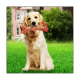 Pet Supplies Dog Simulation Bone Bite-Resistant Dog Molar Stick Dog Decompression Training Toy Nylon Dog Toy