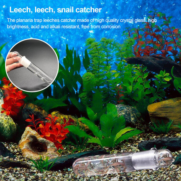 Planaria Trap Catch Trap Leeches Catcher, Aquarium Supplies Clear Glass