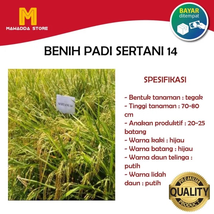 Benih Padi Sertani 14 Bibit Padi Unggul 5kg Lazada Indonesia