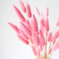 、’】【‘ Props Artificial Uraria Picta Pastoral Style Dried Flowers Bouquets Bunny Tails Lagurus Ovatus Rait Tail Grass