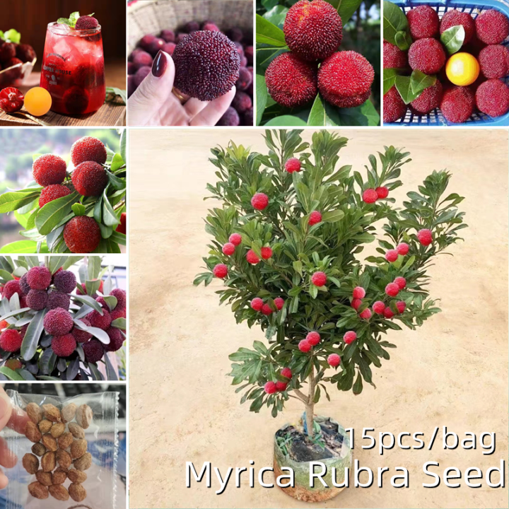 [Fast Growing Seeds] 15pcs Edible Dwarf Myrica Rubra Fruit Seeds for