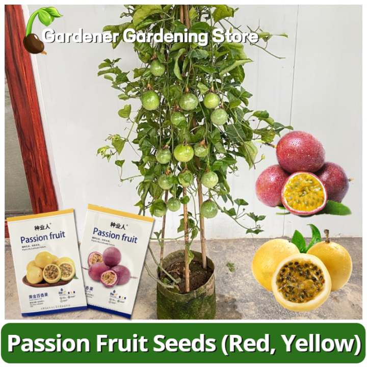 100 Original Rare Passion Fruit Seeds for Planting (Red, Yellow) Dwarf