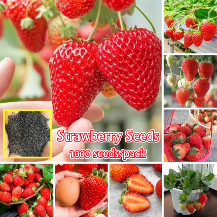 Sweet Strawberry Seeds (1000 Seeds/pack) Fruit Seeds for Planting